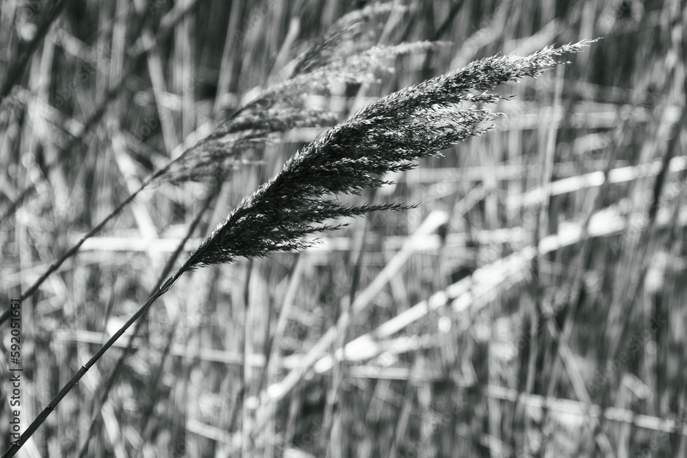 Fototapeta premium Close up on tall wild grass seed head against a clear sky. 