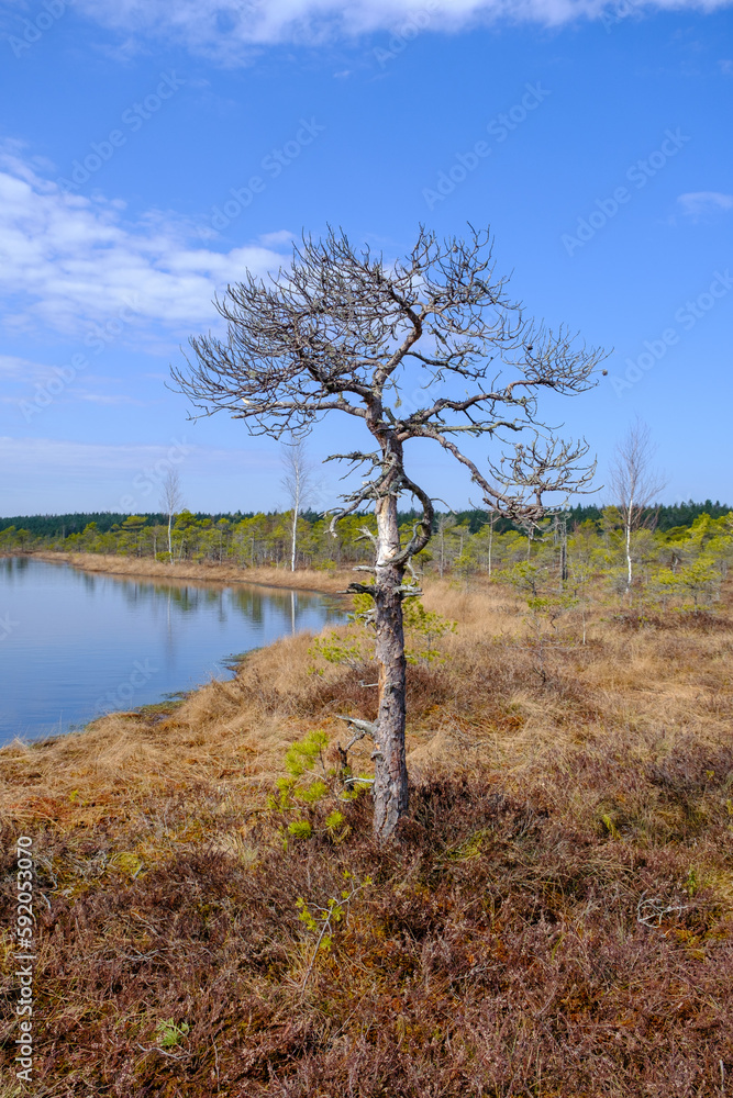 Kemeru swamp, national park with blue lake and trees, and bushes in Latvia with wooden pathway between water, Europe Kemeru swamp, national park with blue lake and trees, and bushes in Latvia with wooden pathway between water, Europe