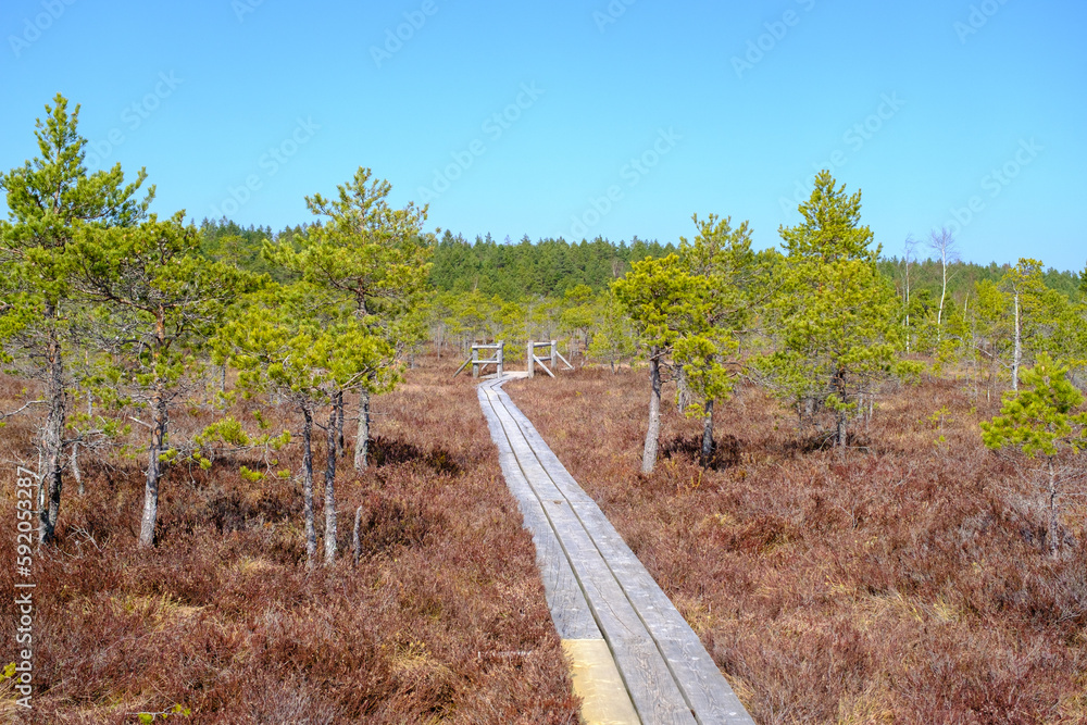 Wooden walking dock in the swamp of Kemeru National Park in Latvia.