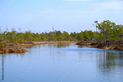 Kemeru swamp  national park with blue lake and trees  and bushes in Latvia with wooden pathway between water  Europe