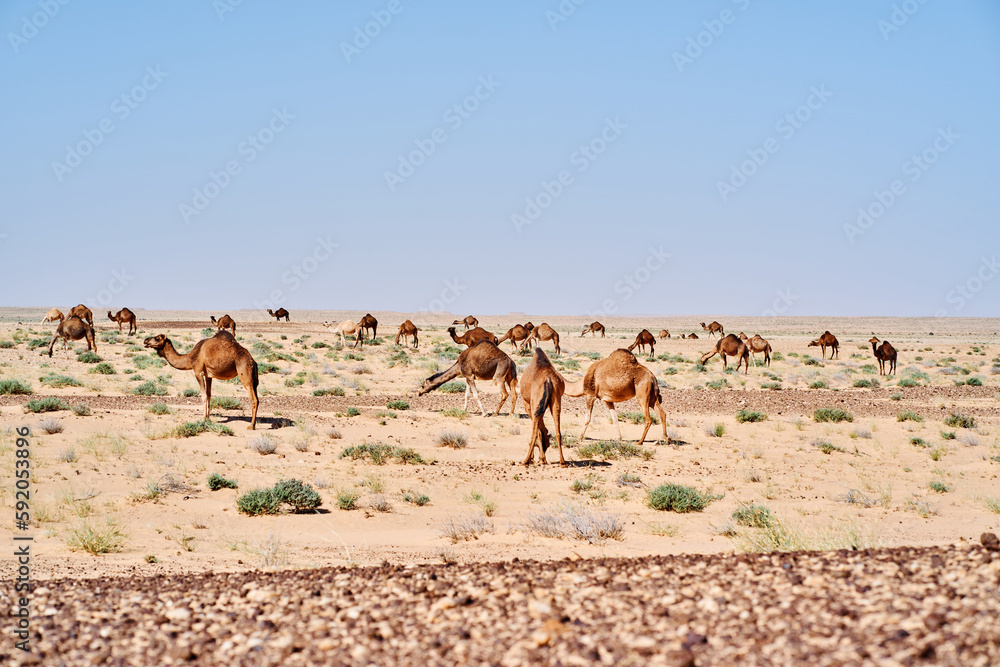 camels in the desert camels in the desert