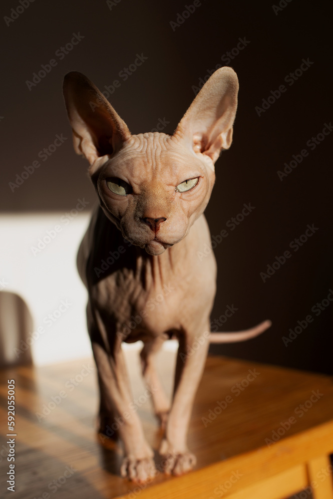 Portrait of a cat with a narrowed eye, the Sphynx breed looks directly into the camera. Cat, stock photo.