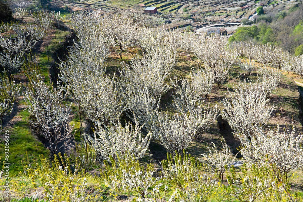 Blooming period of cherry trees in Valle del Jerte,Spain Blooming period of cherry trees in Valle del Jerte,Spain