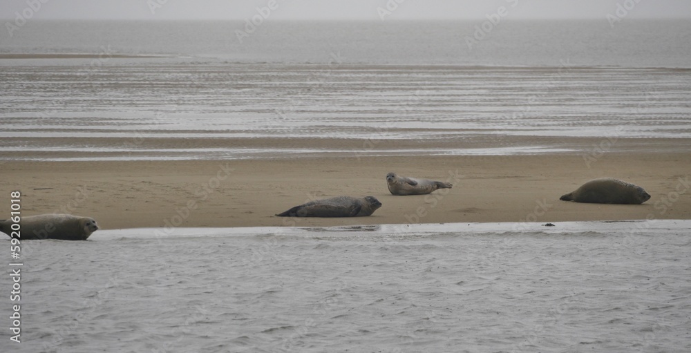 Seehunde auf der Sandbank in der Nordsee vor Büsum Seehunde auf der Sandbank in der Nordsee vor Büsum