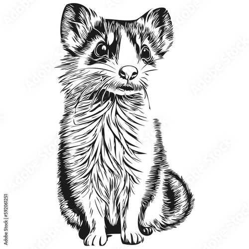Cute hand drawn Ferret, vector illustration black and white polecat