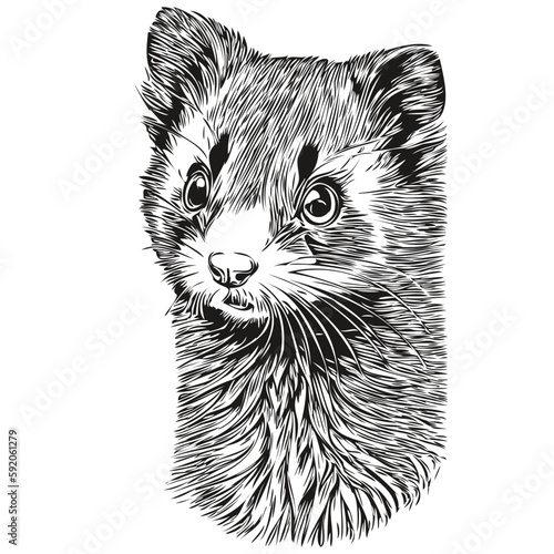 Engrave Ferret illustration in vintage hand drawing style polecat