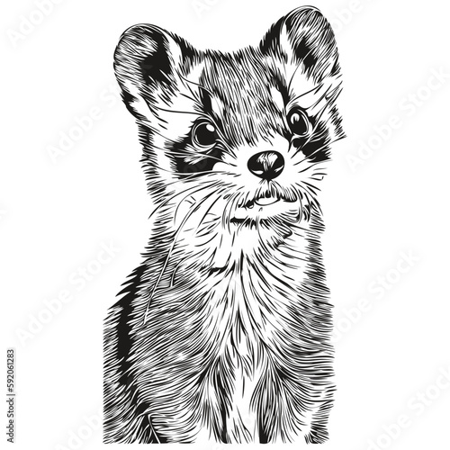 Ferret  vintage illustration, black and white vector art polecat