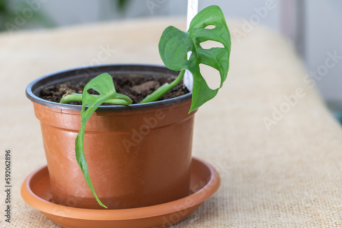Close up of Monstera Monkey leaf plant growing in a pot on a table