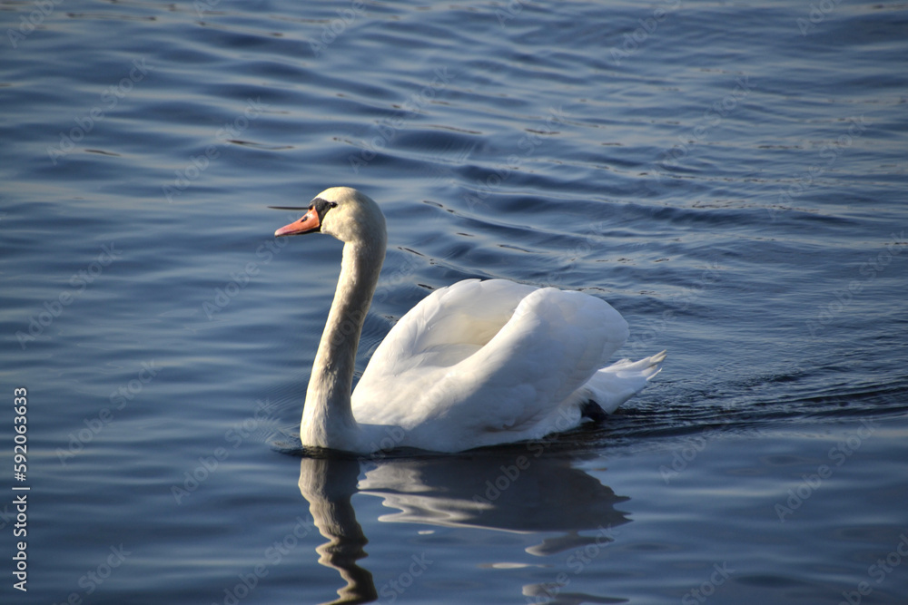 Schwan001 Schwan001