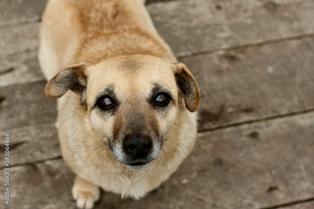 Portrait of dog looking up, ears raised and listening. medium-sized domestic dog sitting on wooden floor. Top View. world animal day, national mutts day Portrait of dog looking up, ears raised and listening. medium-sized domestic dog sitting on wooden floor. Top View. world animal day, national mutts day