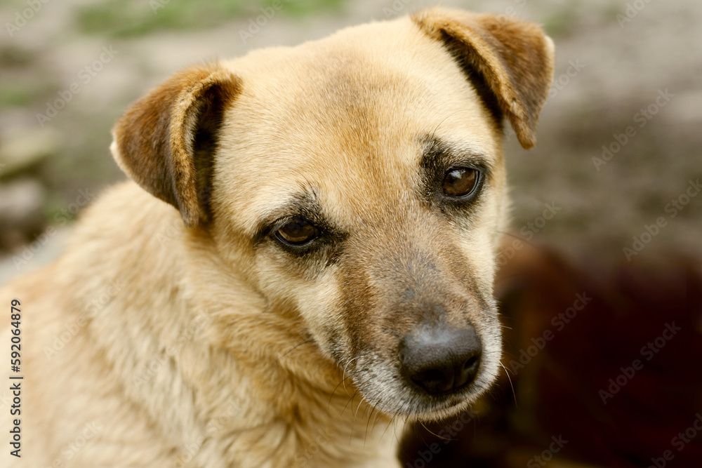 Closeup portrait of dog with sad expression. Mongrel on street. Outdoor. world animal day, national mutts day Closeup portrait of dog with sad expression. Mongrel on street. Outdoor. world animal day, national mutts day