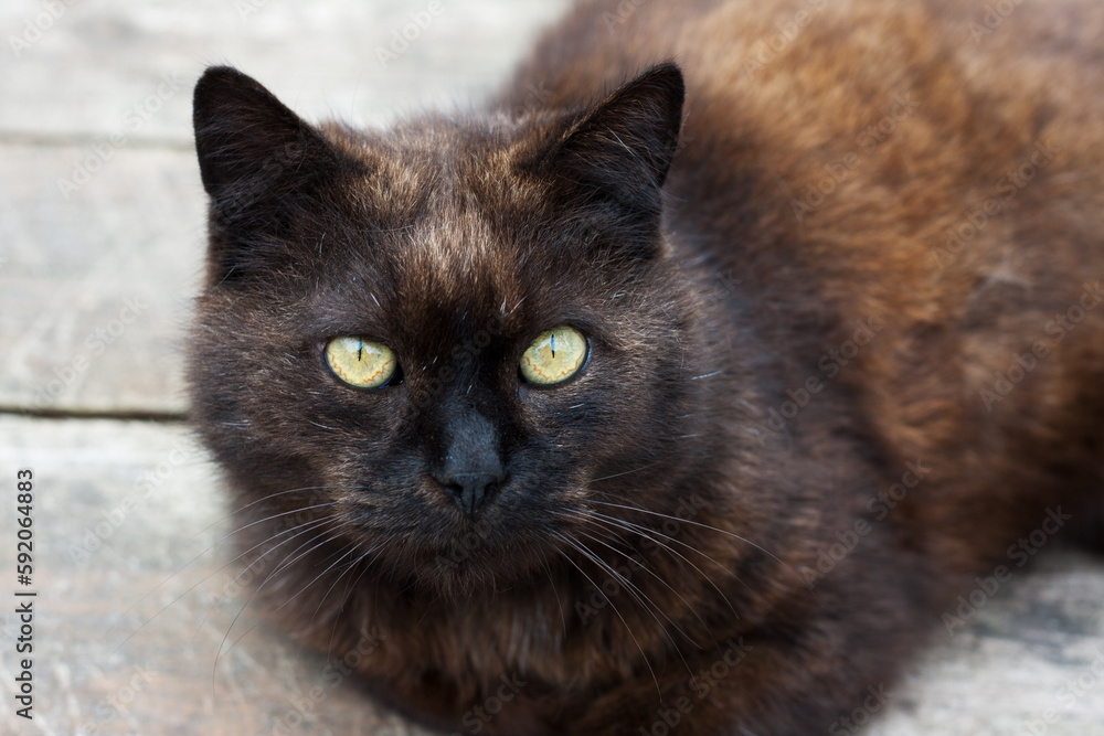 Closeup portrait of adult black cat with yellow eyes. Domestic cat lying on wooden floor. World Animal Day, International Cat Day