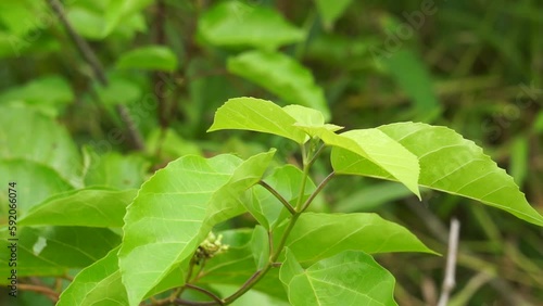 Premna foetida Reine (Daun singkil, waung, berbuas, buas-buas, ambong-ambong laut, pecah piring, singkil) in nature. This often use as food photo