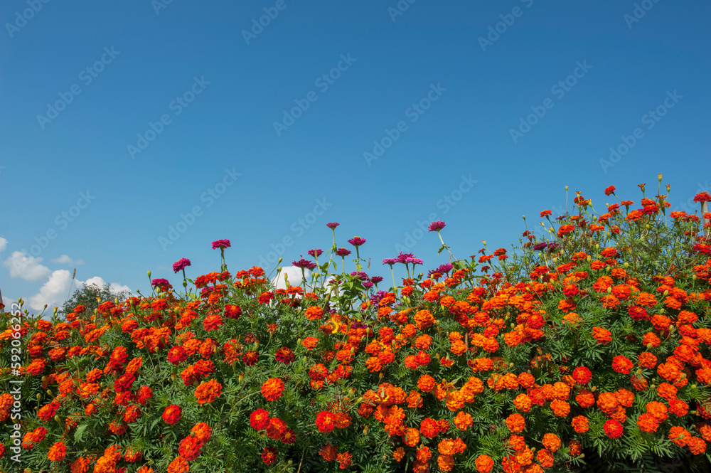 Marigold flowers against the background of the blue sky Marigold flowers against the background of the blue sky