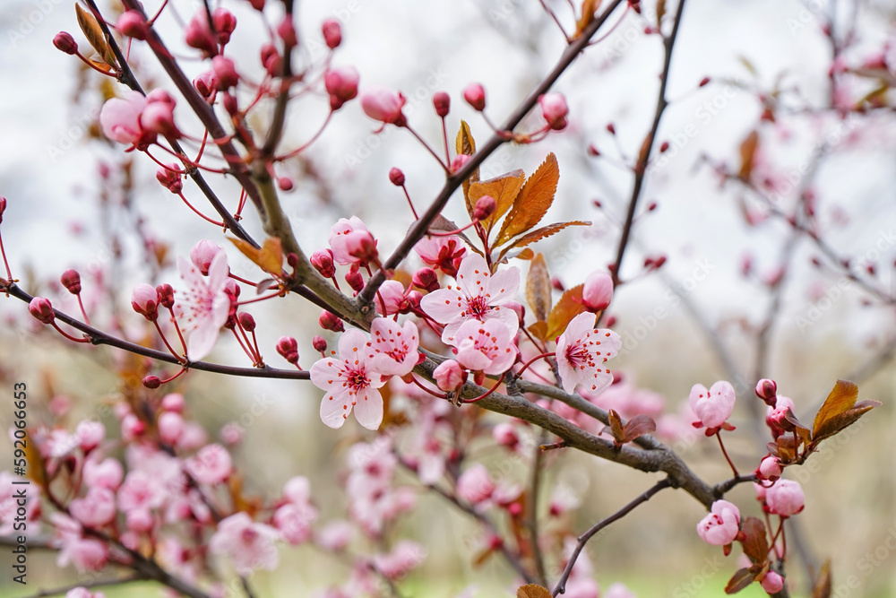 Beautiful blossoming branch on spring day, closeup Beautiful blossoming branch on spring day, closeup