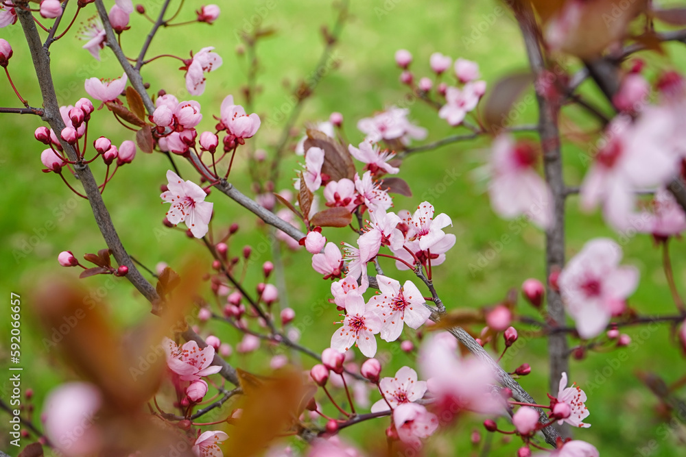 Beautiful blossoming branches on spring day, closeup Beautiful blossoming branches on spring day, closeup