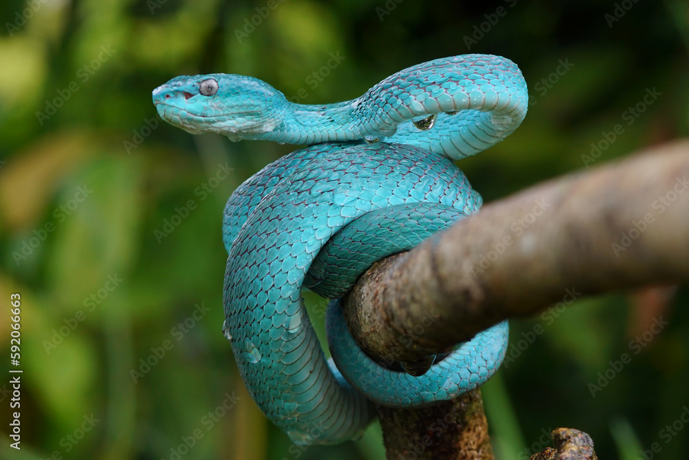 Fototapeta premium Blue viper snake closeup face, viper snake, blue insularis, Trimeresurus Insularis, animal closeup
