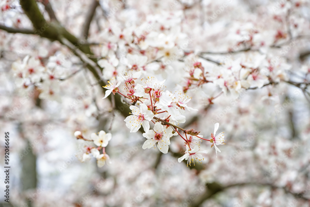 Beautiful blossoming branch on spring day, closeup Beautiful blossoming branch on spring day, closeup
