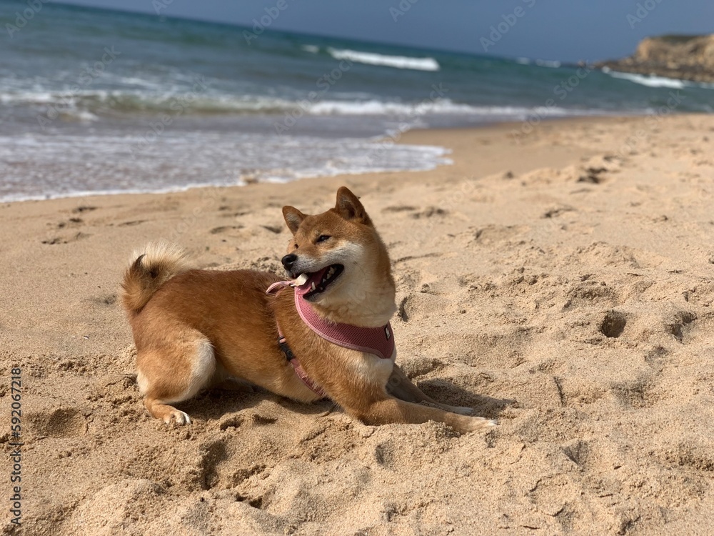 Shiba inu dog at the beach