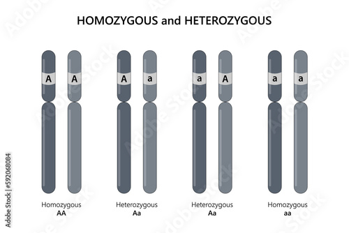 Homozygous (AA, aa) and Heterozygous (Aa).