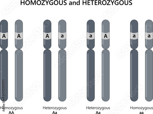 Schilderij op canvas Homozygous (AA, aa) and Heterozygous (Aa).