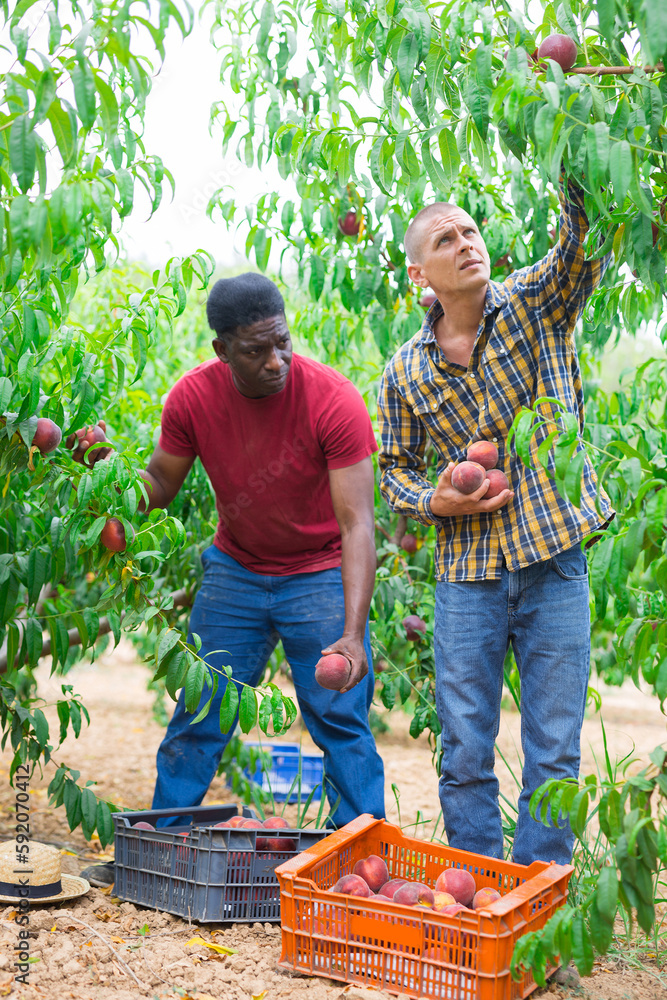 Fototapeta premium Two farmer harvesting ripe peaches in fruit garden