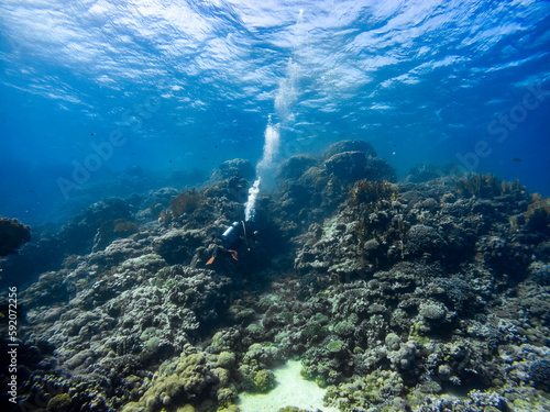 Scuba divers is diving on a Coral Reef 
