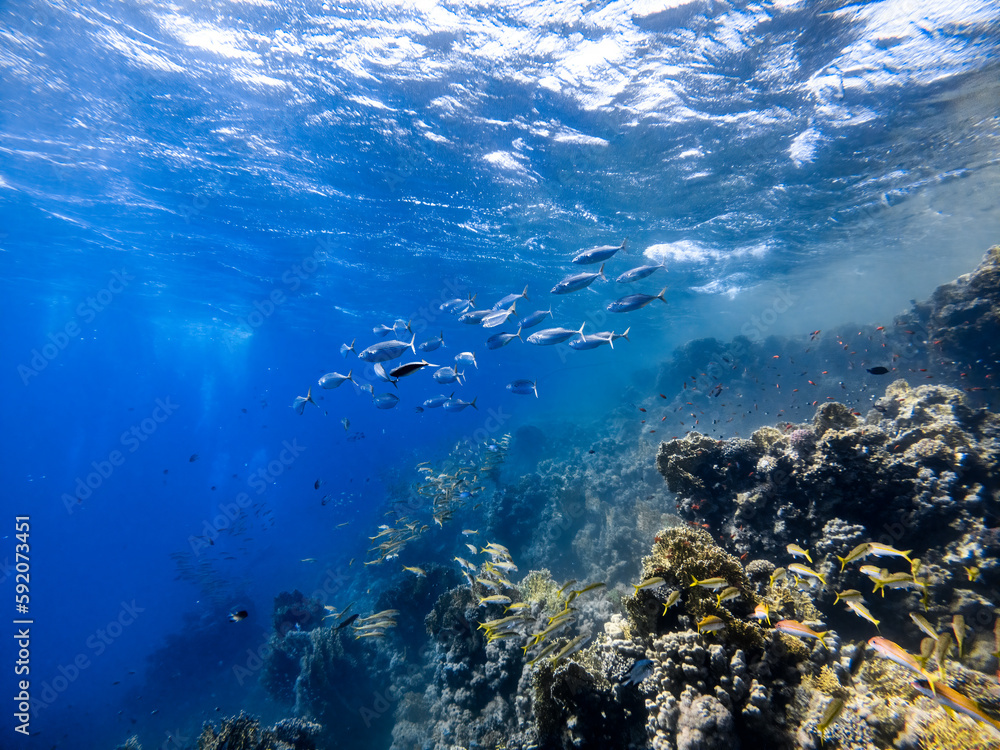 Underwater scene with a school of Indian mackerels in coral reef of the Red Sea
Underwater scene with a school of Indian mackerels in coral reef of the Red Sea