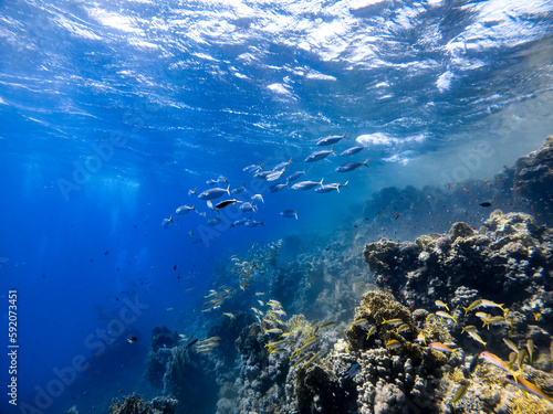 Underwater scene with a school of Indian mackerels in coral reef of the Red Sea 