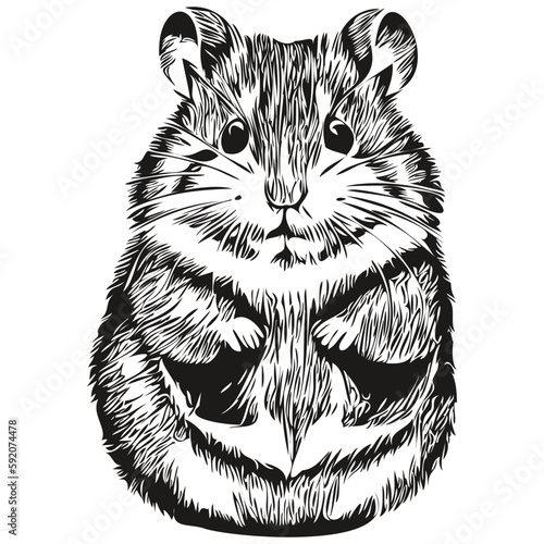 hamster sketches, outline with transparent background, hand drawn illustration hamsters