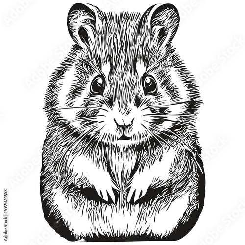 Black and white linear paint draw hamster vector illustration hamsters