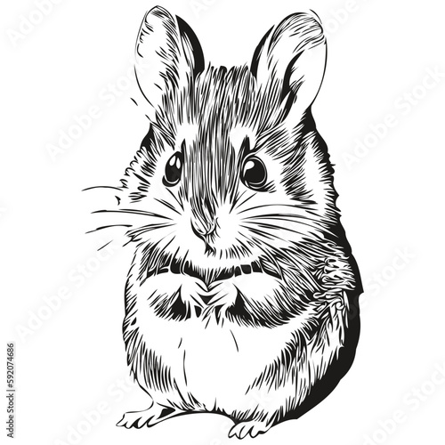 Cute hand drawn hamster, vector illustration black and white hamsters