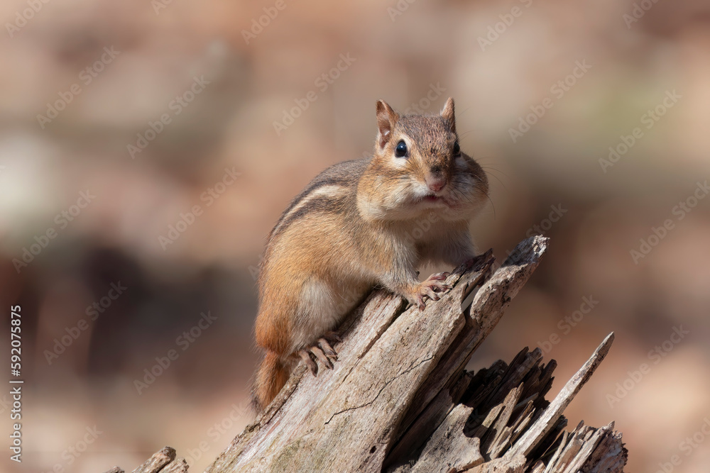 Eastern chipmunk (Tamias striatus) in the park Eastern chipmunk (Tamias striatus) in the park