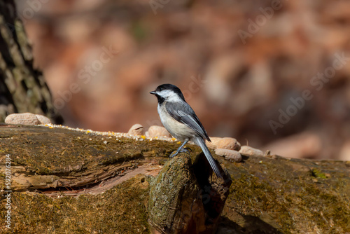 The black-capped chickadee (Poecile atricapillus)