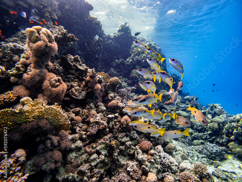Underwater scene with a school of yellowfin goatfish in coral reef of the Red Sea 