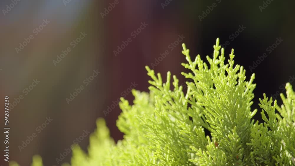 extreme close up view of coniferous plant of cupressoideae order against black background. Thuja is genus of coniferous tree or shrub in Cupressaceae cypress family