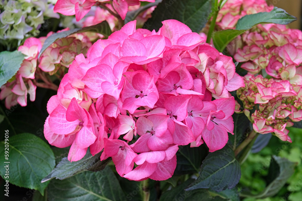 Beautiful flowering pink hydrangea Beautiful flowering pink hydrangea