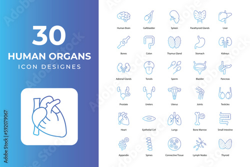 Human Organs icons Collection. medical icons,  	anatomy, artery, bladder, body, bones, brain, digestive, female, growing, hair, heart, human, internal, intestine, kidney, liver, lungs, male, organ, Ov
