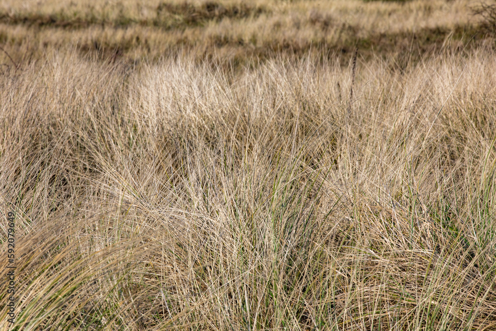 Fototapeta premium Dünenlandschaft an der Nordsee