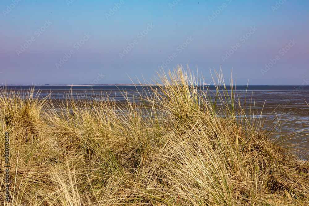 Dünenlandschaft an der Nordsee Dünenlandschaft an der Nordsee