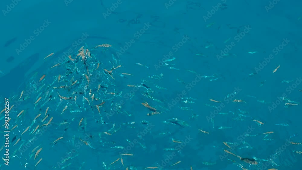Fish herd eating bread in water. A view of hungry fishes herd in the sea water with a piece of bread under sun in summer. Fish herd eating bread in water. A view of hungry fishes herd in the sea water with a piece of bread under sun in summer.