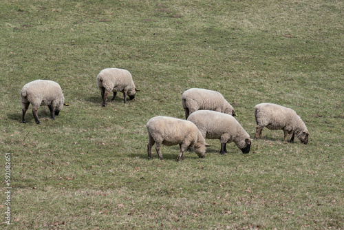 A sheep with a black head in the pasture.