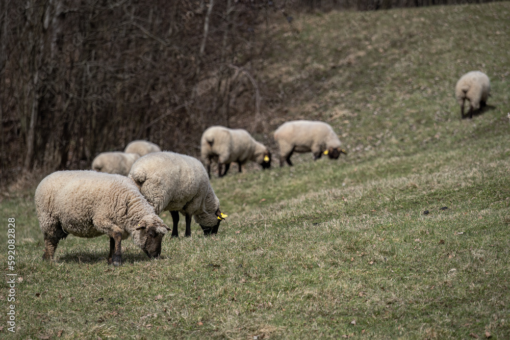 A sheep with a black head in the pasture. A sheep with a black head in the pasture.