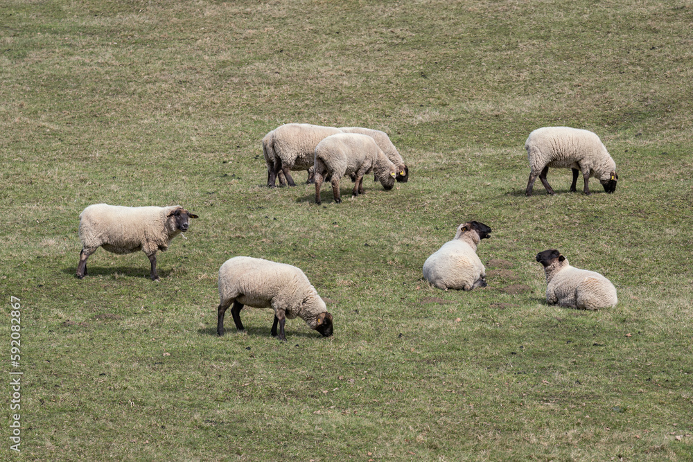 A sheep with a black head in the pasture.