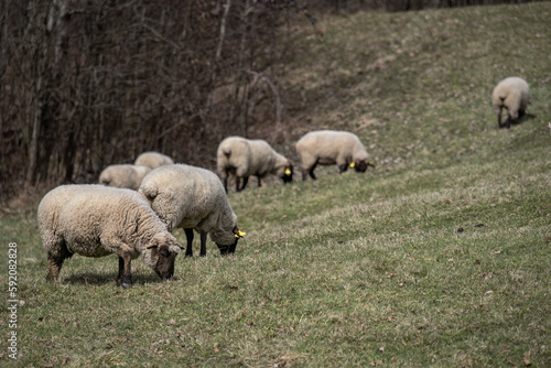 A sheep with a black head in the pasture.