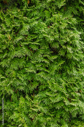Background, texture of evergreen coniferous tree, cypress bush, thuja. Photography, nature. photo