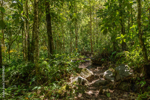 Landscape in Volcan Baru National Park  Chiriqui  Panama