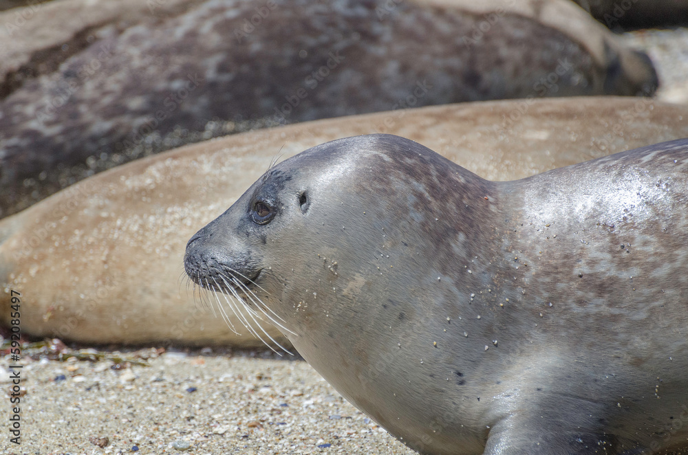 Fototapeta premium Harbor Seal (Phoca vitulina) lies on the beach, La Jolla, CA, USA.