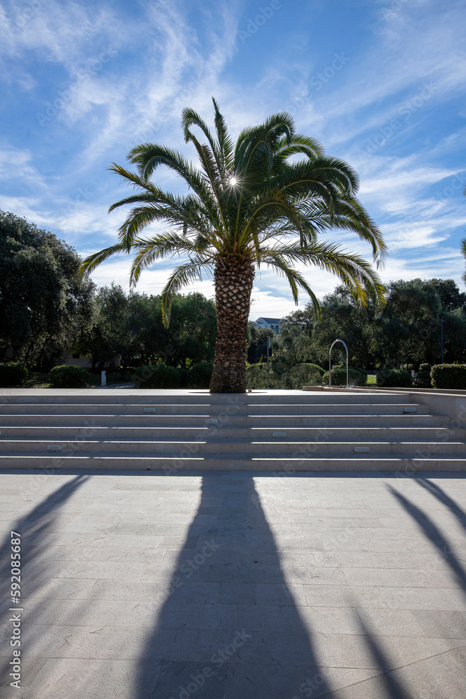 Fototapeta premium landscape located in modern Dubrovnik, Croatia. Palm tree with blue sky.
