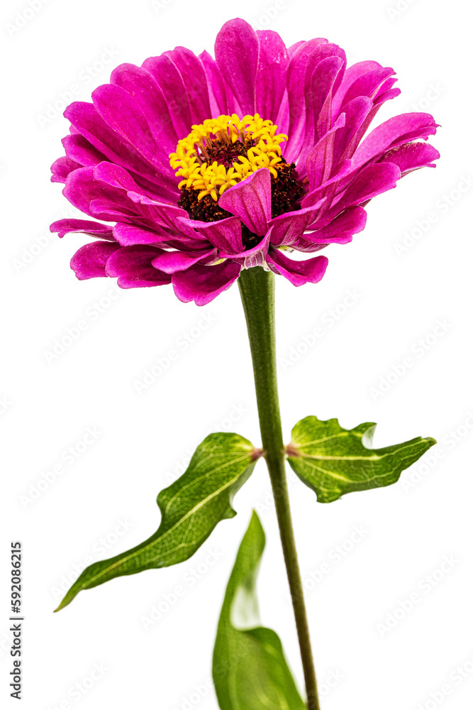 Purple flower of zinnia, isolated on white background